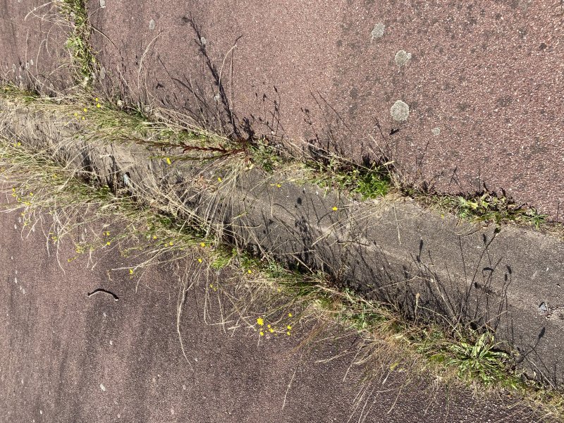 Aucun espace n'est perdu, une anfractuosité un peu d'humus et la flore s’implante, mère nature a horreur du vide. MONIQUE PINAULT